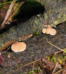 Lentinellus pulvinulus