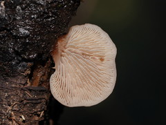 Lentinellus pulvinulus