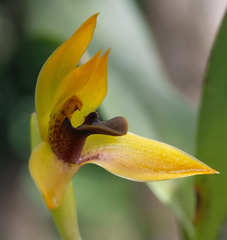Maxillaria cucullata
