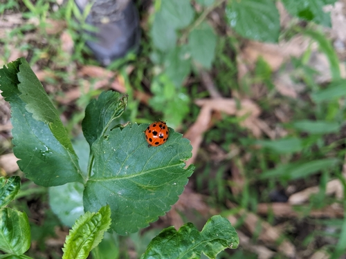 Greater Asian Lady Beetle photo 4