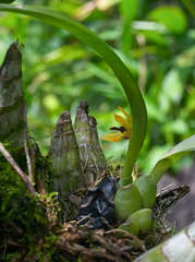 Maxillaria cucullata