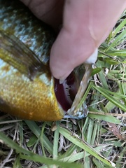 Lepomis auritus × macrochirus