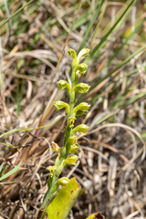 Stenoptera peruviana