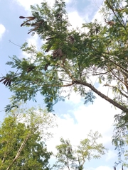 Leucaena leucocephala