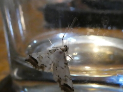 Conchylodes salamisalis