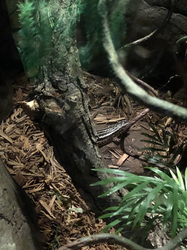 Four-lined Girdled Lizard, Zonosaurus quadrilineatus
