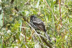 Anairetes nigrocristatus