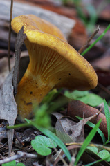 Austropaxillus