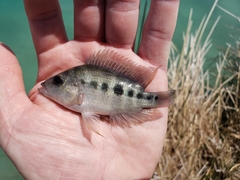 Amphilophus labiatus