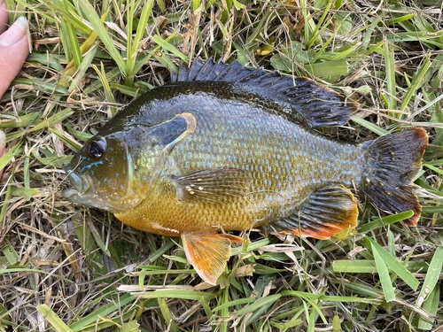 Roodborstzonnebaars (Lepomis auritus) — Centrarchidae — 4