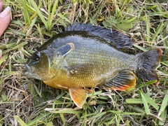 Lepomis auritus × cyanellus