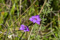 Ennealophus foliosus