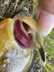 Lepomis auritus × cyanellus