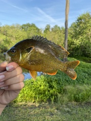 Lepomis auritus × cyanellus