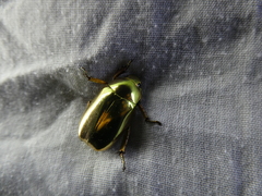 Chrysina resplendens