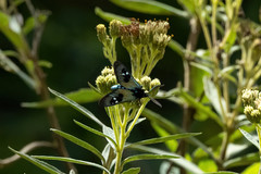Chrysocale splendens