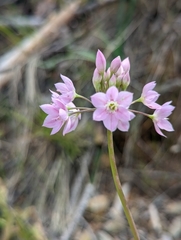 Allium membranaceum