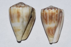 Conus gladiator