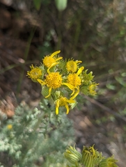 Packera eurycephala lewisrosei