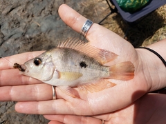 Amphilophus labiatus