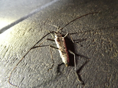 Disteniazteca pilati