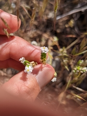 Cryptantha pterocarya purpusii