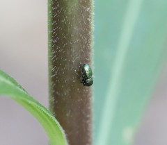 Sassacus papenhoei