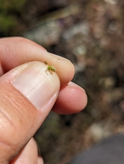 Cryptantha pterocarya purpusii