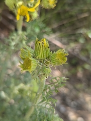 Packera eurycephala lewisrosei