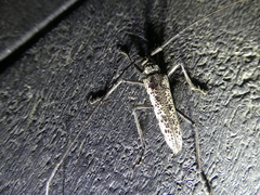 Disteniazteca pilati