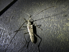 Disteniazteca pilati