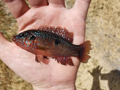 Hemichromis