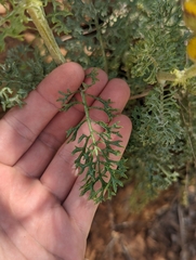 Packera eurycephala lewisrosei