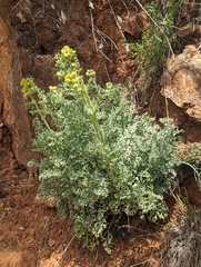 Packera eurycephala lewisrosei