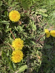 Apis mellifera