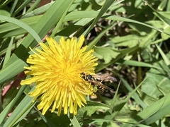 Polistes dominula