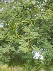 Vachellia farnesiana