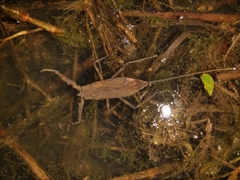 Laccotrephes japonensis