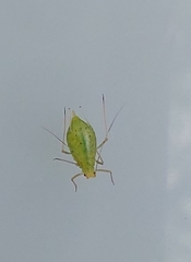 Microlophium carnosum