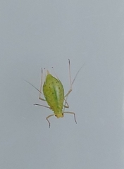 Microlophium carnosum