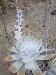 Dudleya anthonyi