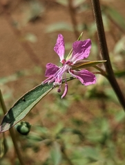 Clarkia mildrediae mildrediae