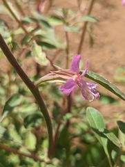 Clarkia mildrediae mildrediae