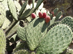 Opuntia hyptiacantha
