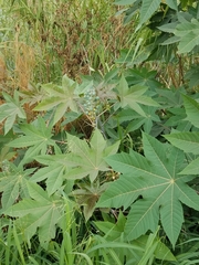 Ricinus communis