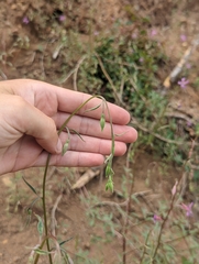 Clarkia mildrediae mildrediae