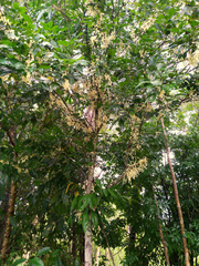 Lepiderema sericolignis