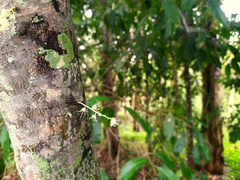 Lepiderema sericolignis