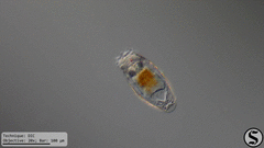 Notholca squamula