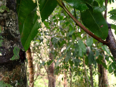 Lepiderema sericolignis